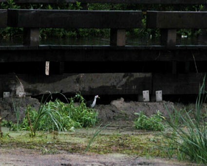 White-breasted Waterhen - ML642943448