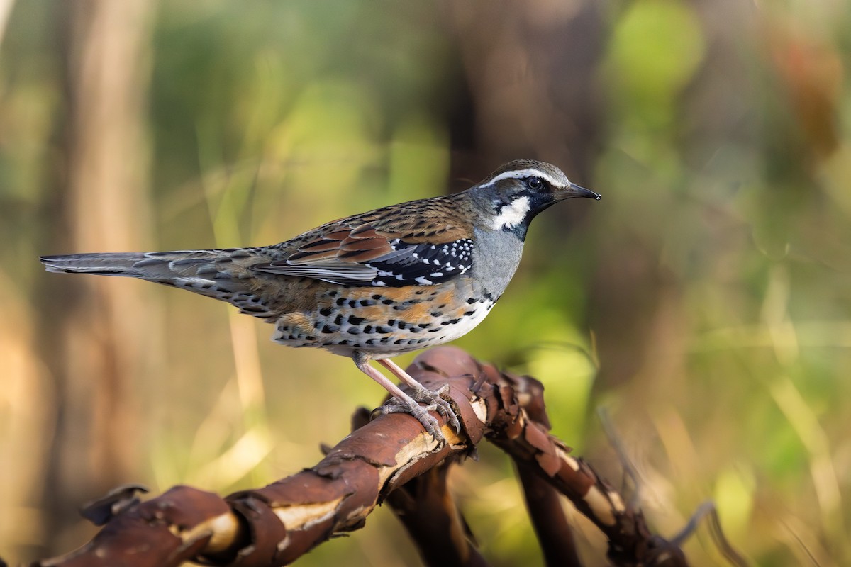 Spotted Quail-thrush - ML642943450