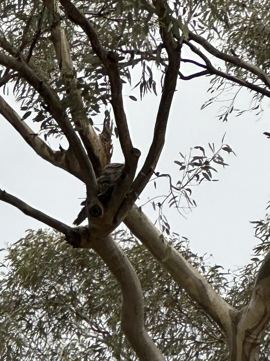 Tawny Frogmouth - ML642943459