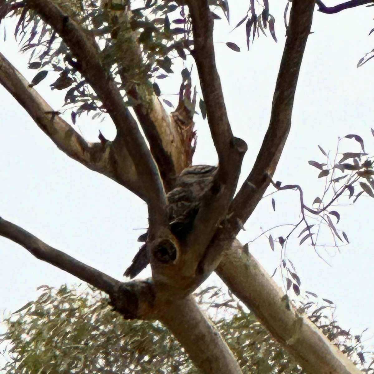 Tawny Frogmouth - ML642943460