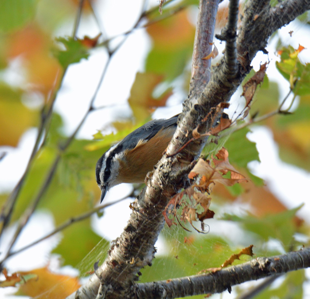 Red-breasted Nuthatch - ML642943462