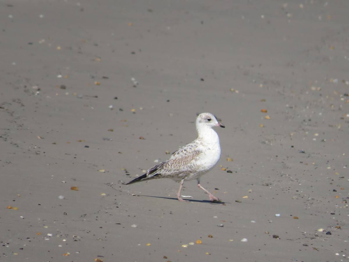 Ring-billed Gull - ML642943463
