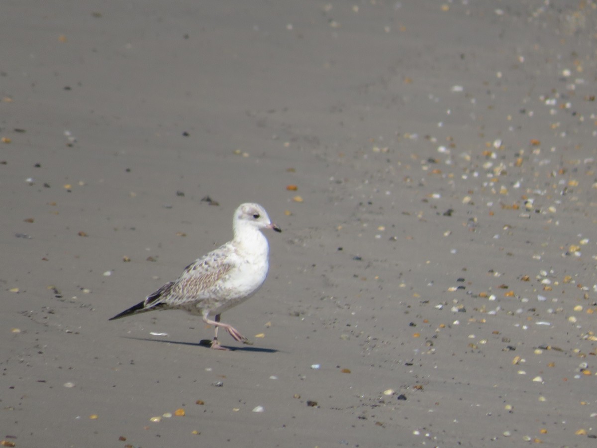 Ring-billed Gull - ML642943464