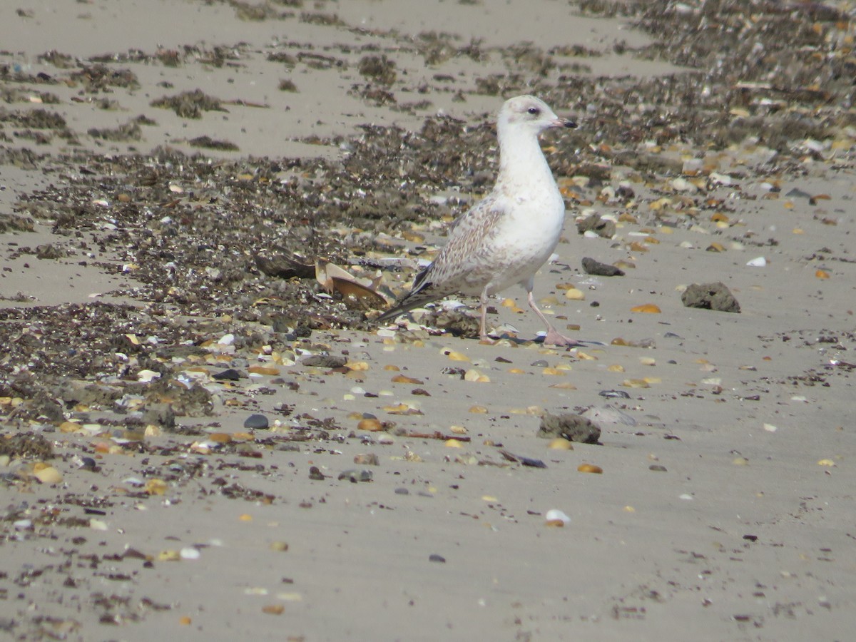 Ring-billed Gull - ML642943465