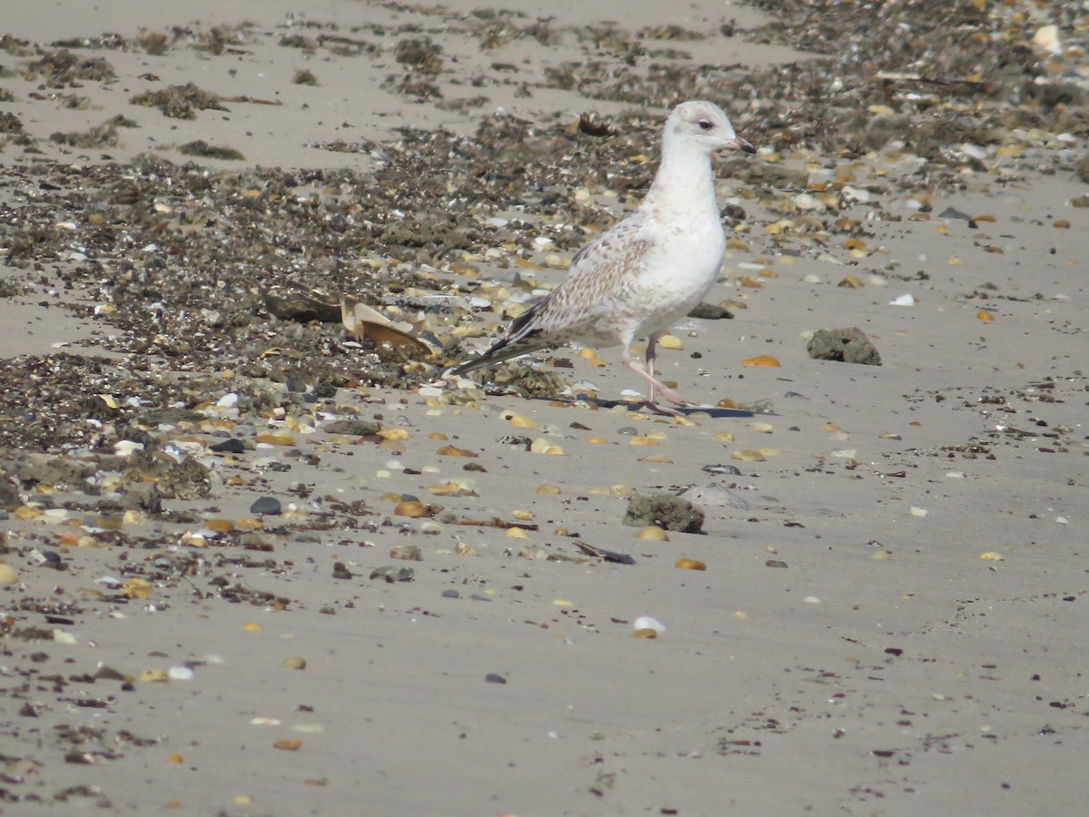 Ring-billed Gull - ML642943466