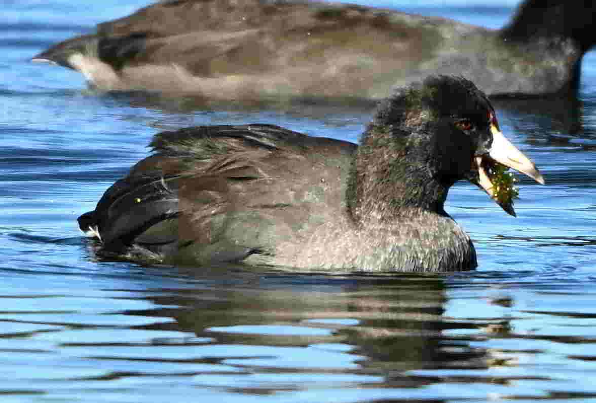 American Coot - ML642943467