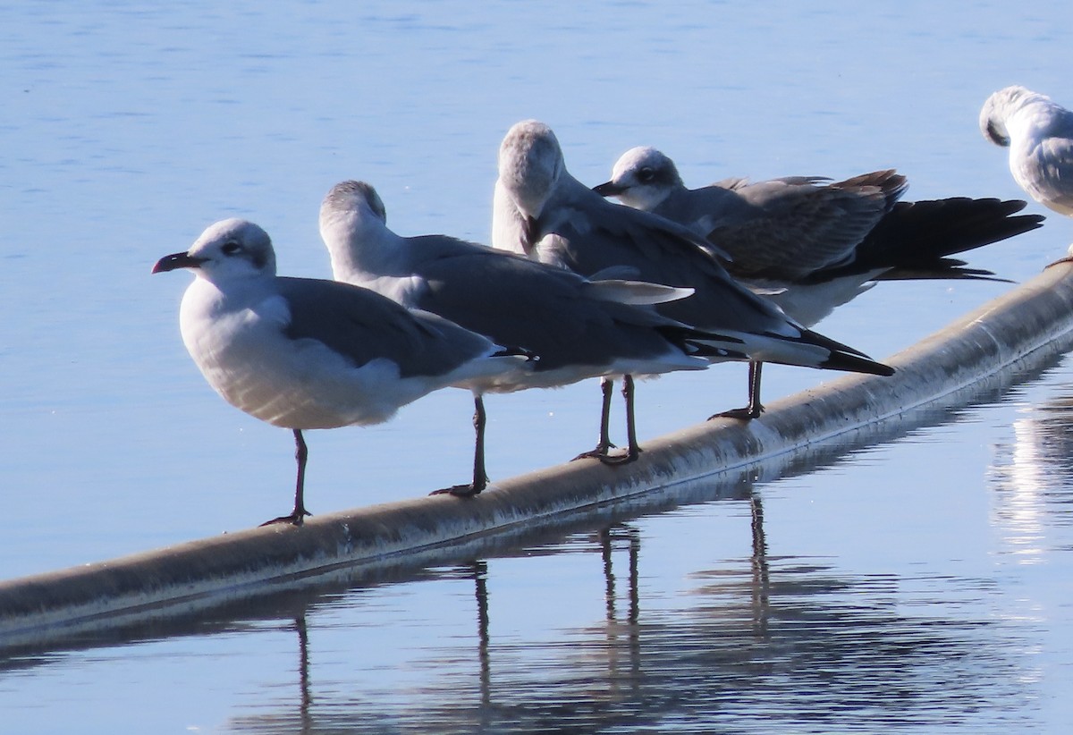 Laughing Gull - ML642943468