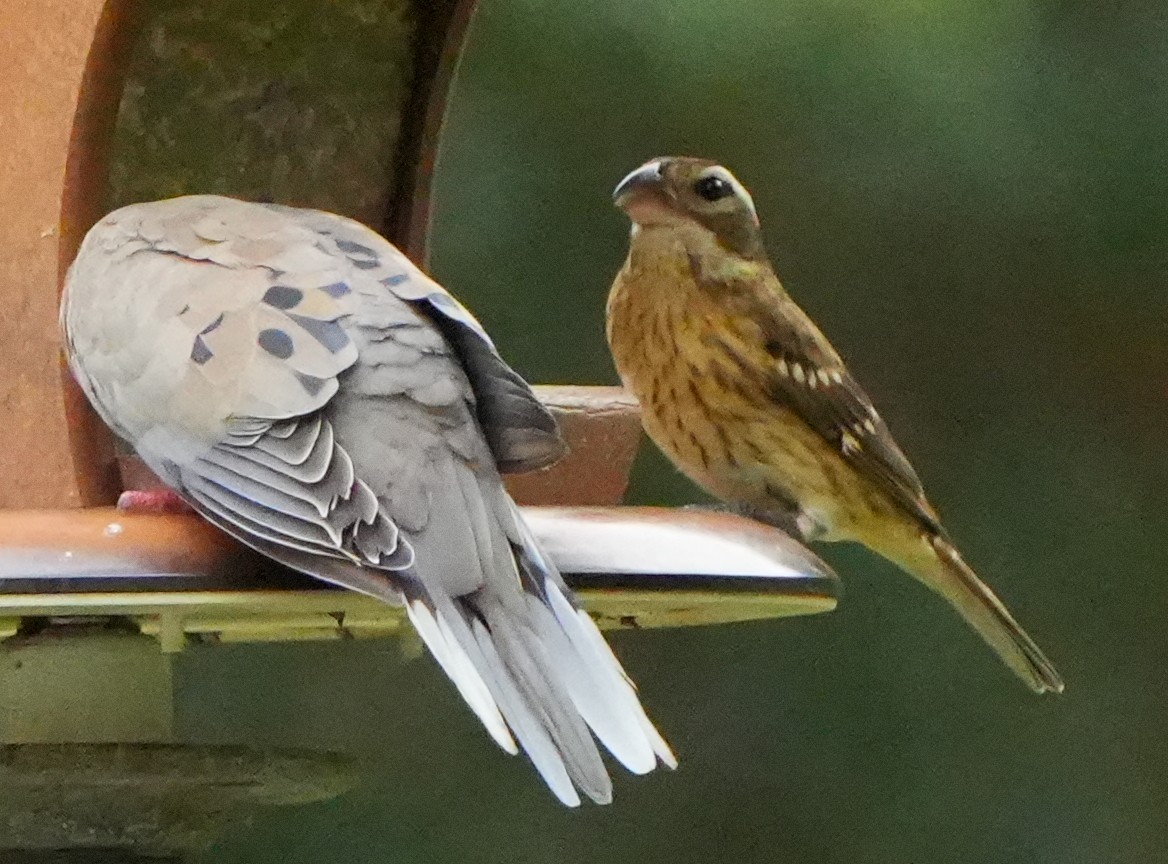 Rose-breasted Grosbeak - ML642943469
