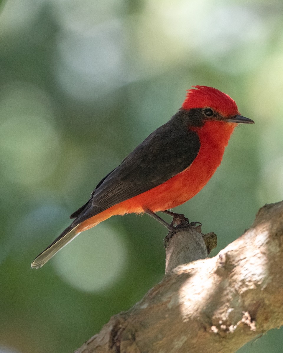 Vermilion Flycatcher - ML642943475