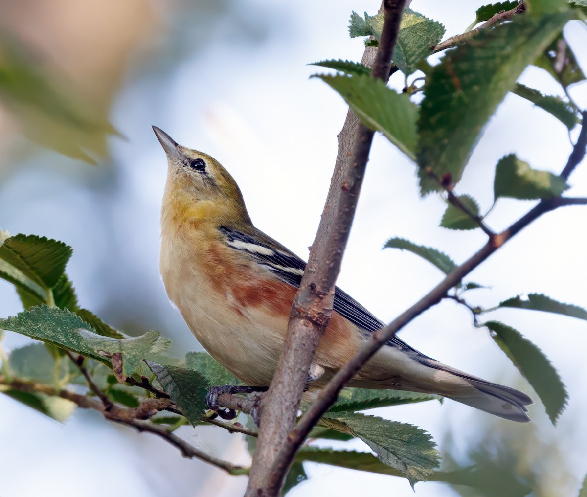 Bay-breasted Warbler - ML642943476