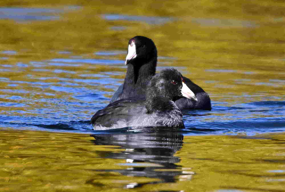 American Coot - ML642943477