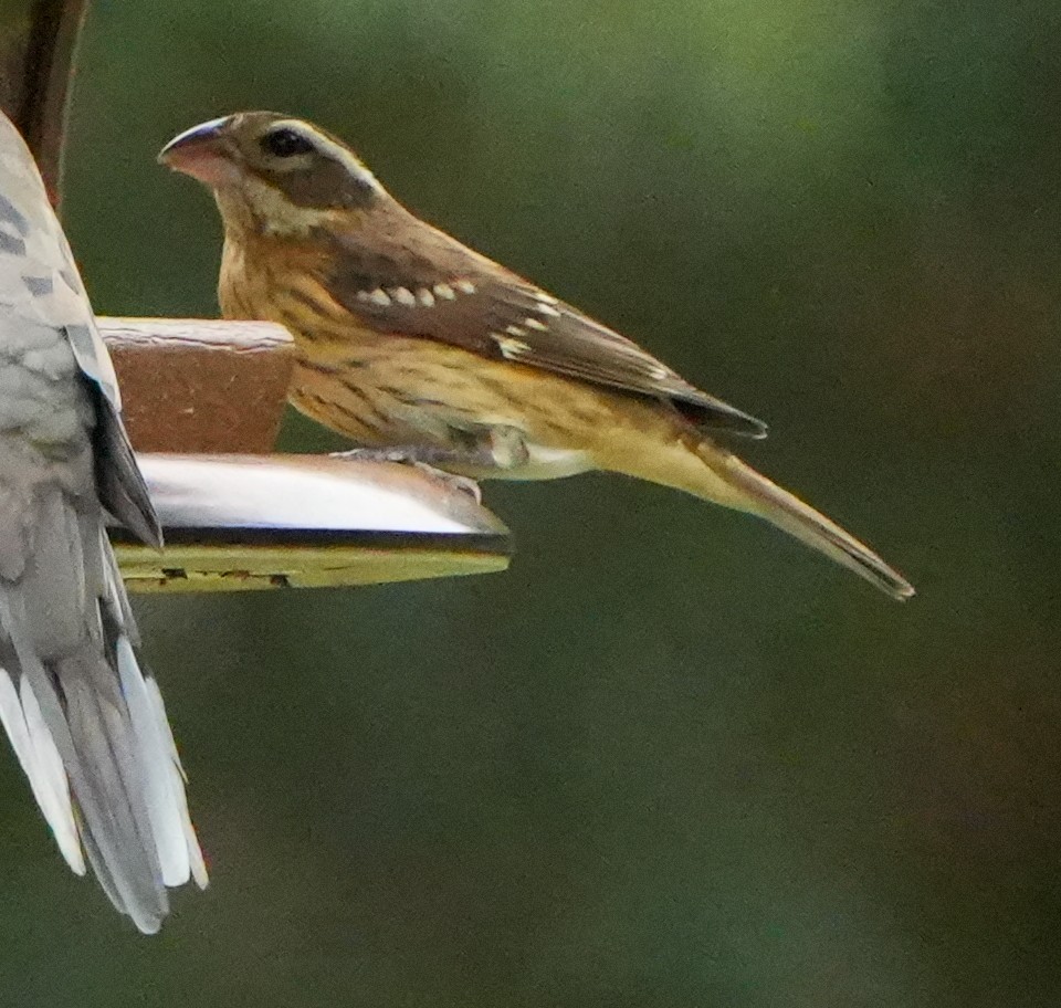 Rose-breasted Grosbeak - ML642943478