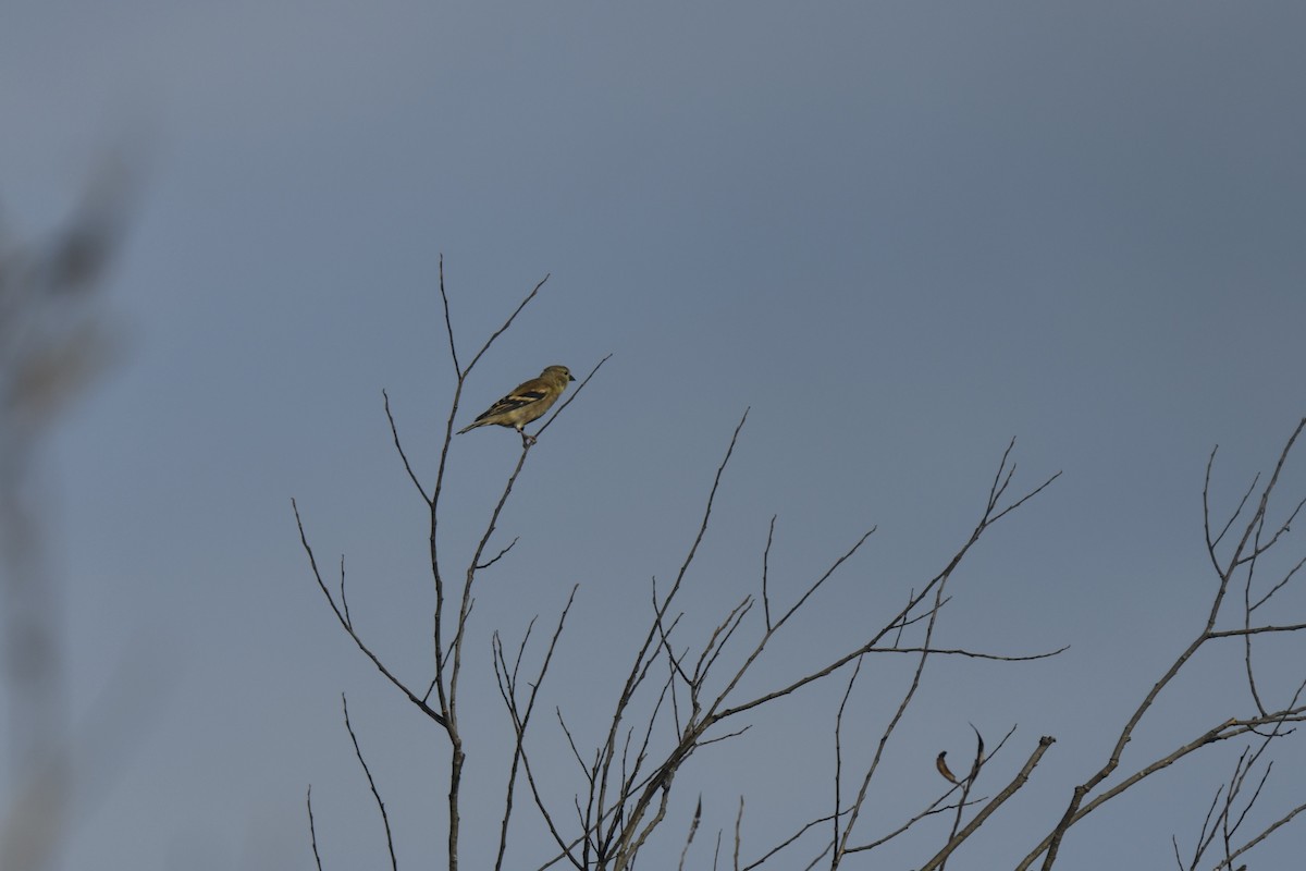 American Goldfinch - ML642943482