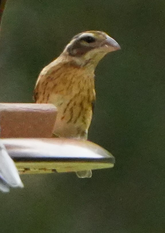 Rose-breasted Grosbeak - ML642943483