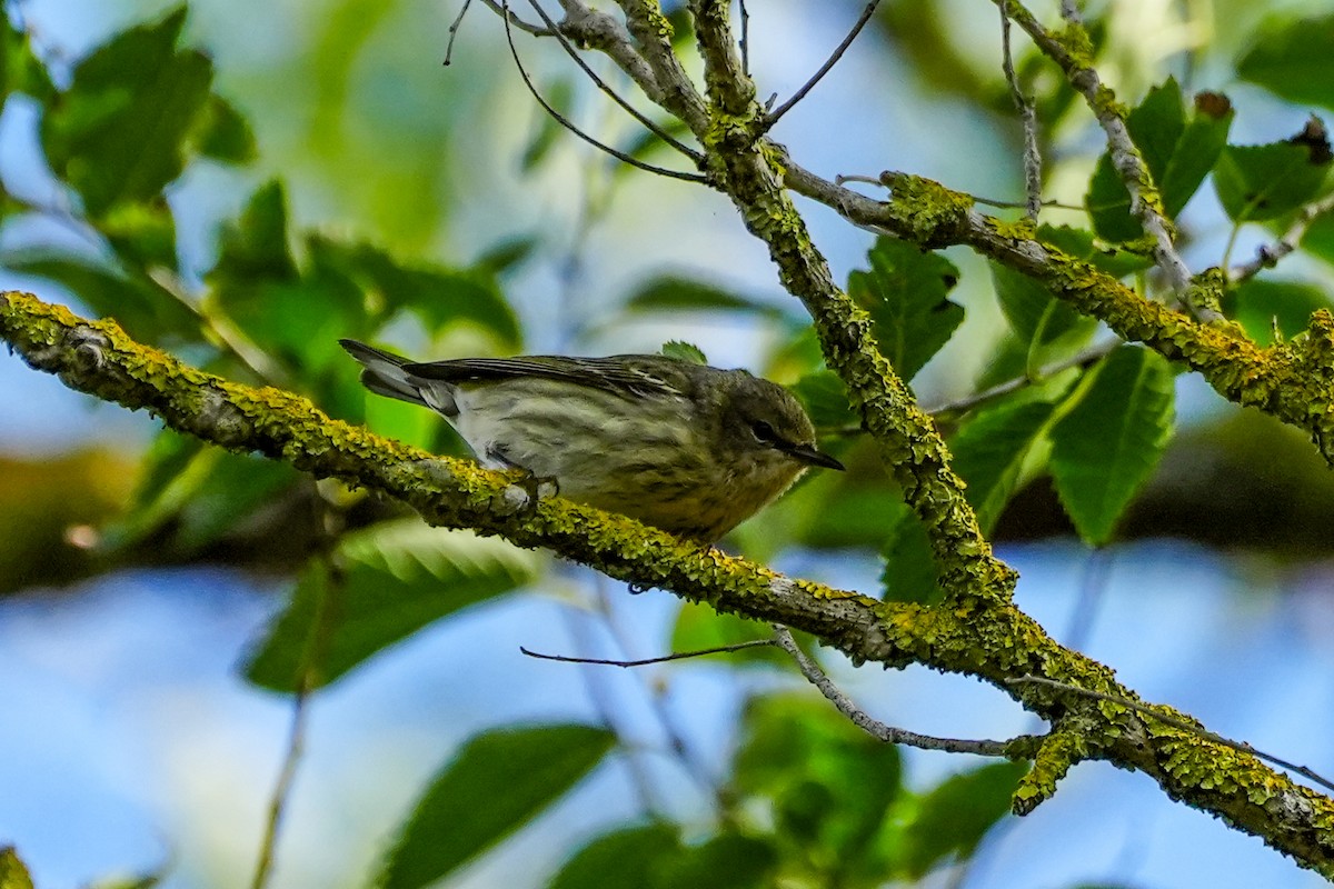Cape May Warbler - ML642943492