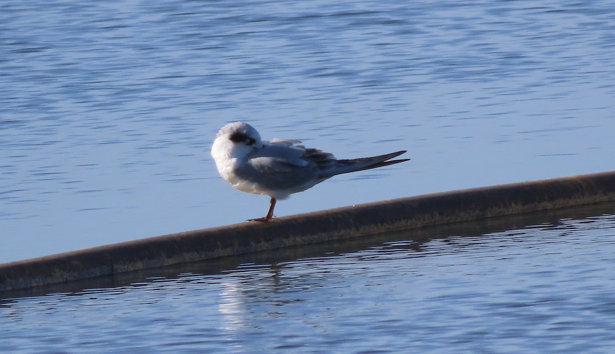 Forster's Tern - ML642943493