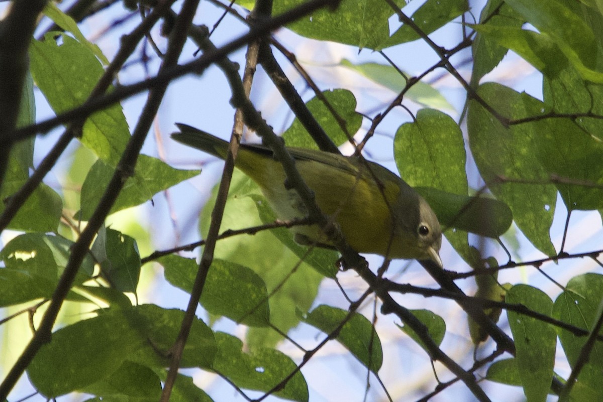 Nashville Warbler - ML642943494