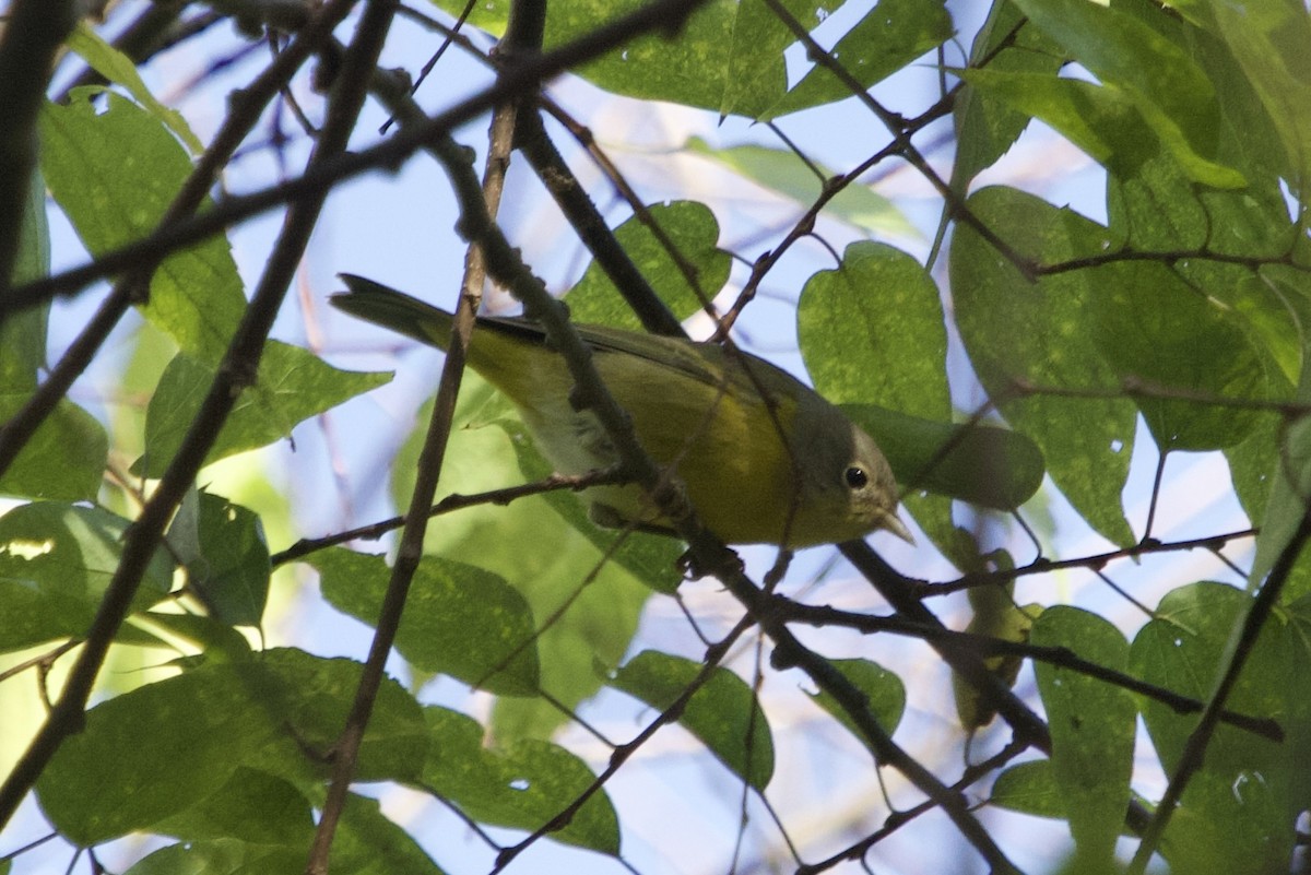 Nashville Warbler - ML642943495