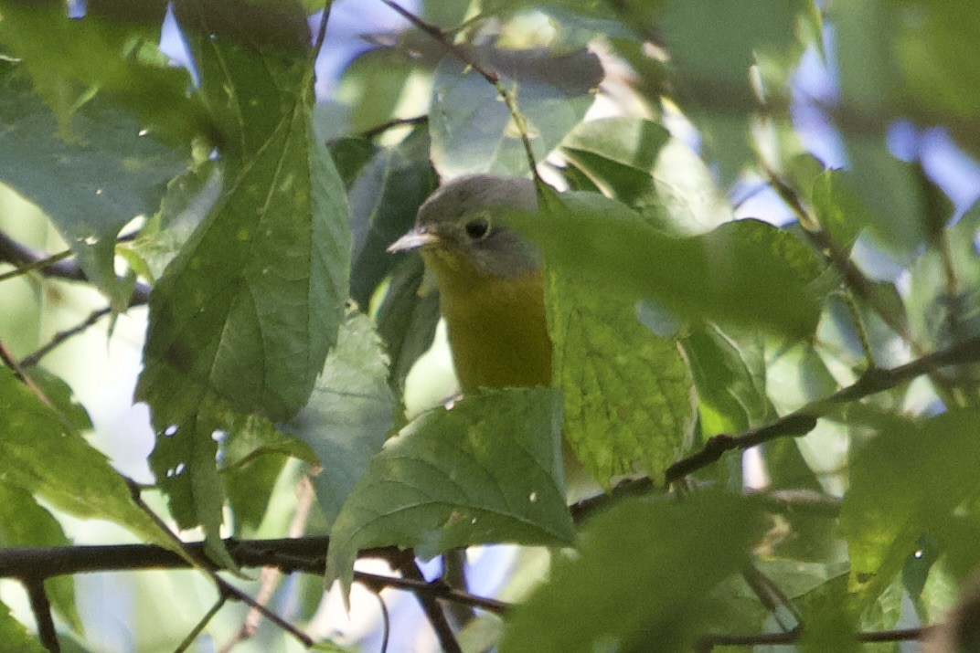 Nashville Warbler - ML642943496