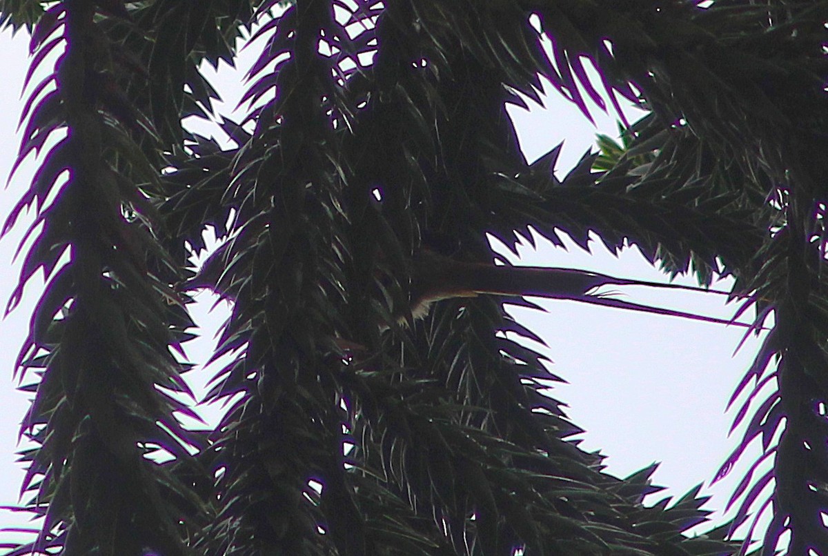Araucaria Tit-Spinetail - ML642943502