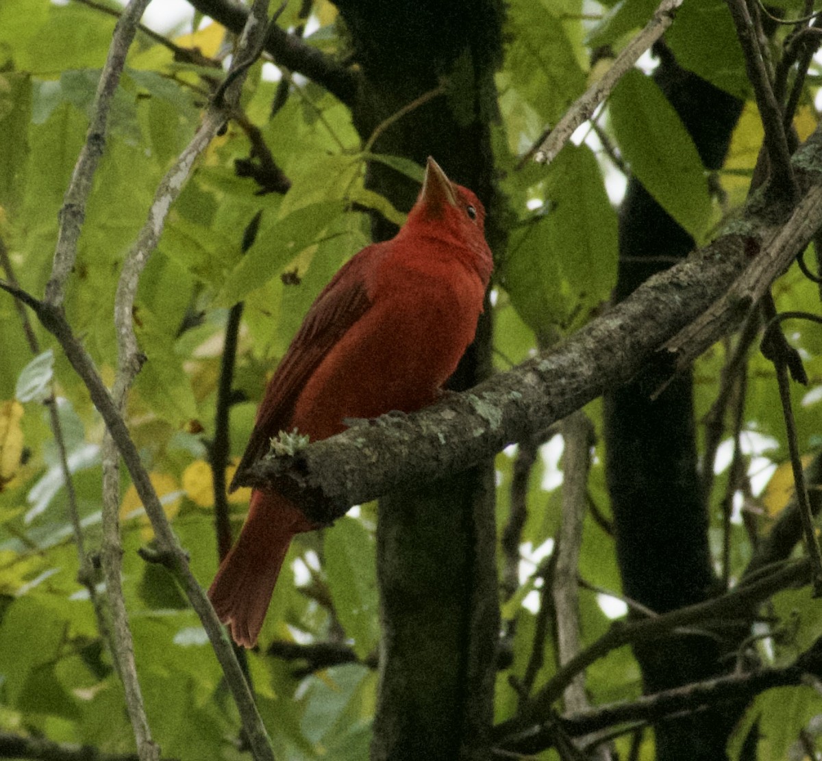 Summer Tanager - ML642943514