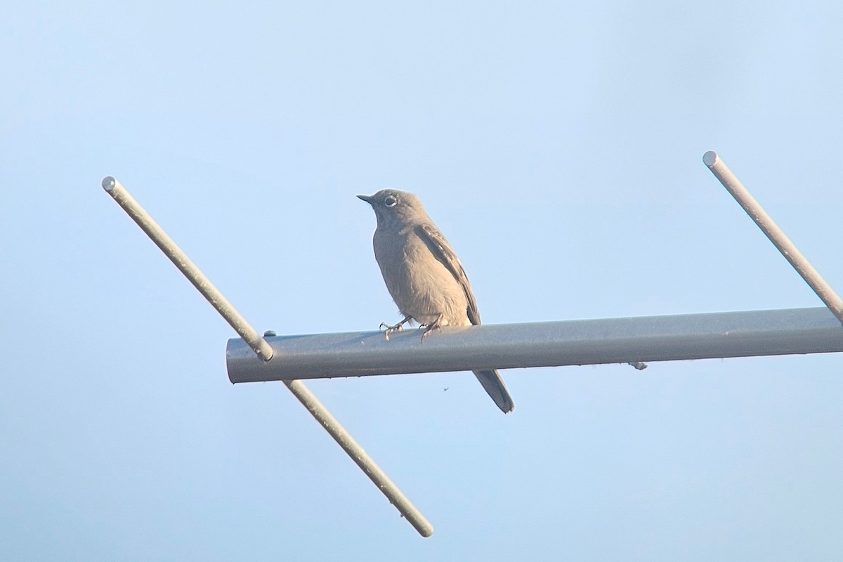 Townsend's Solitaire - ML642943518