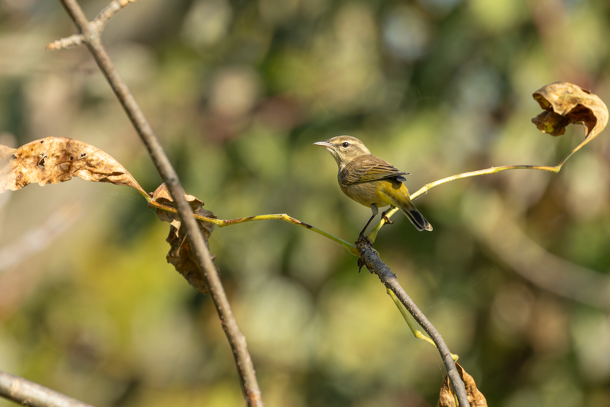 Palm Warbler - ML642943531