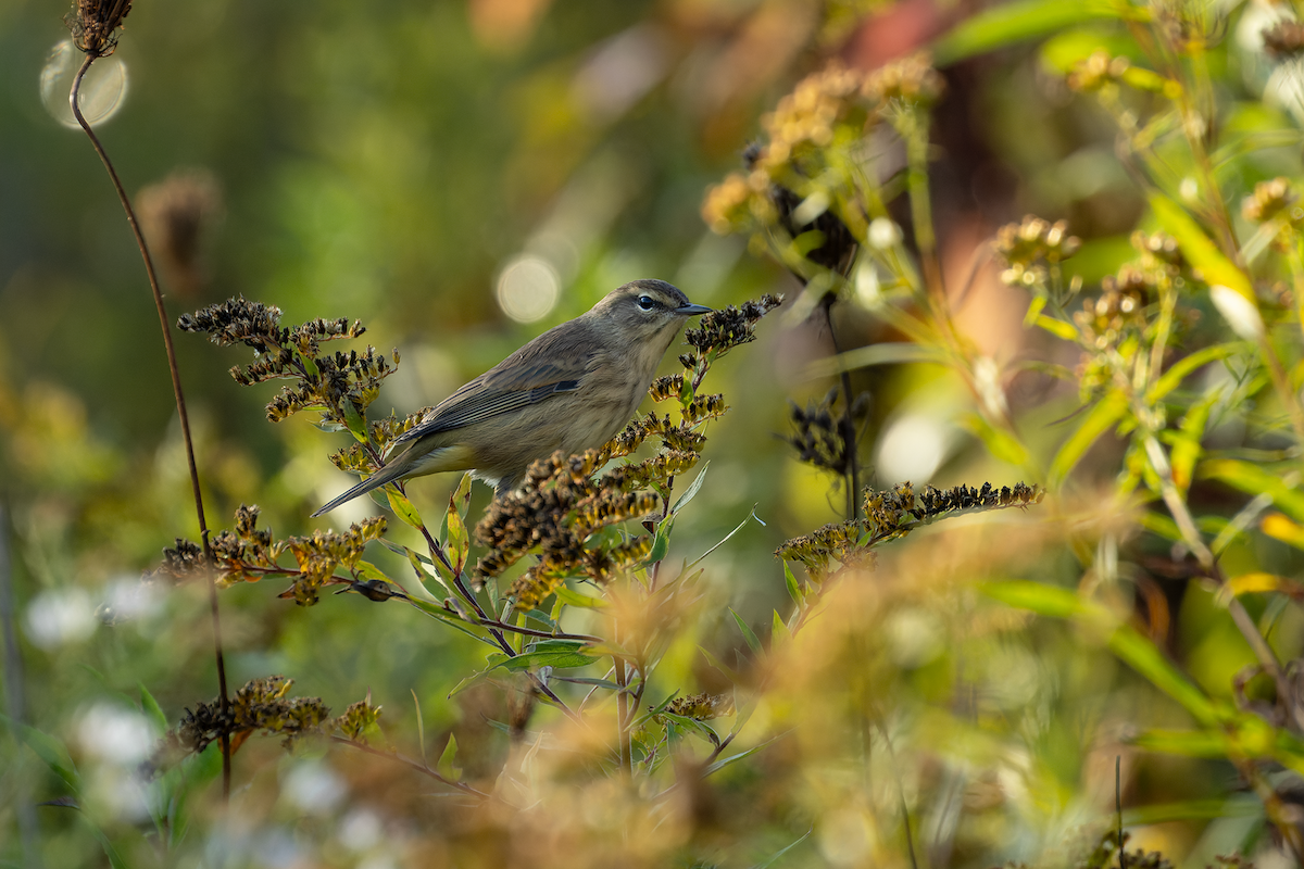 Palm Warbler - ML642943532