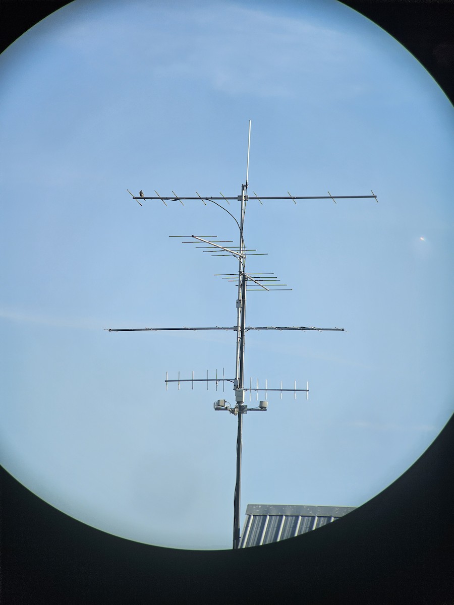 Townsend's Solitaire - ML642943540