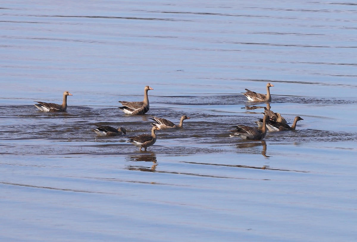 Greater White-fronted Goose - ML642943543