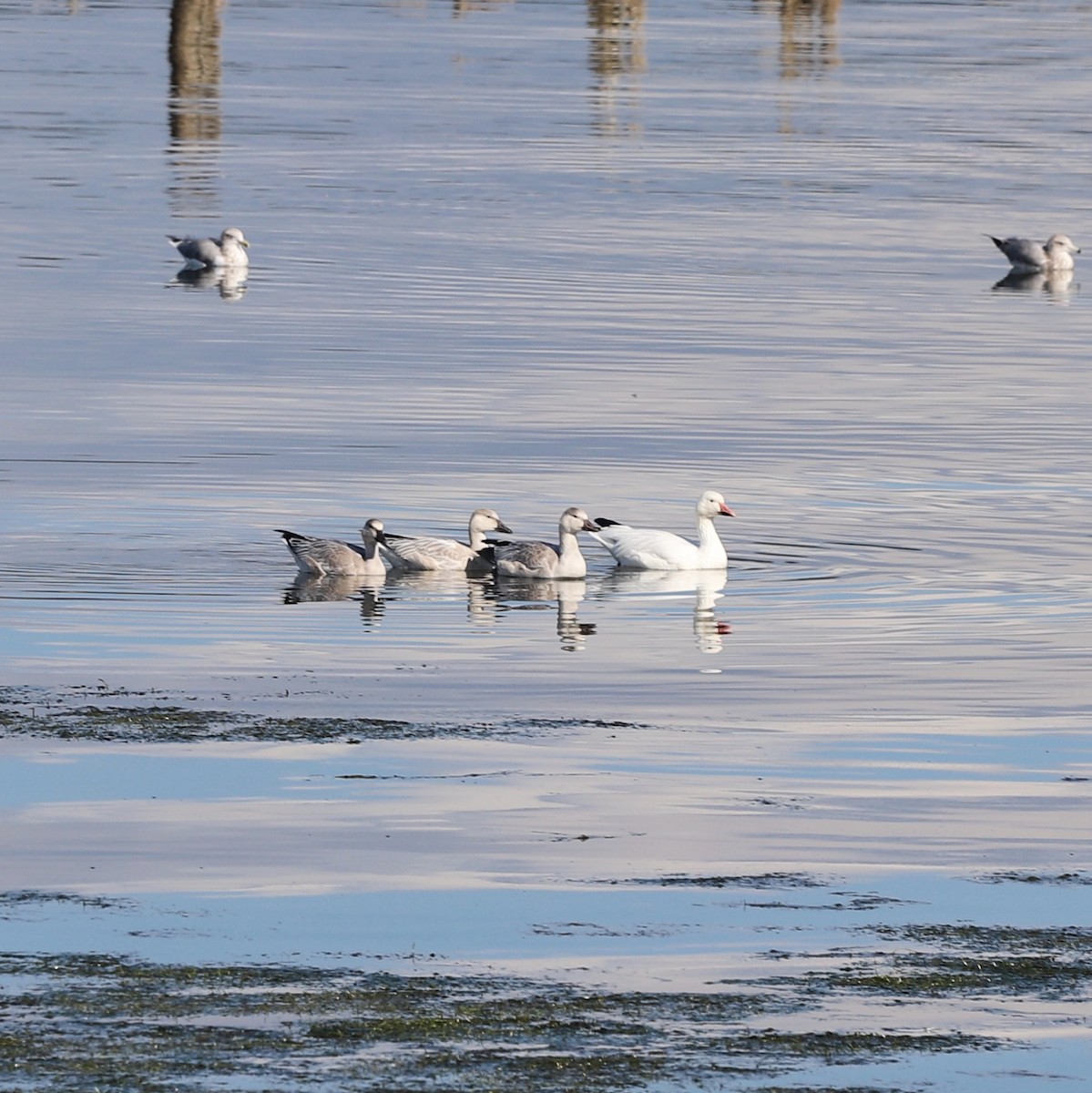 Snow Goose - ML642943546