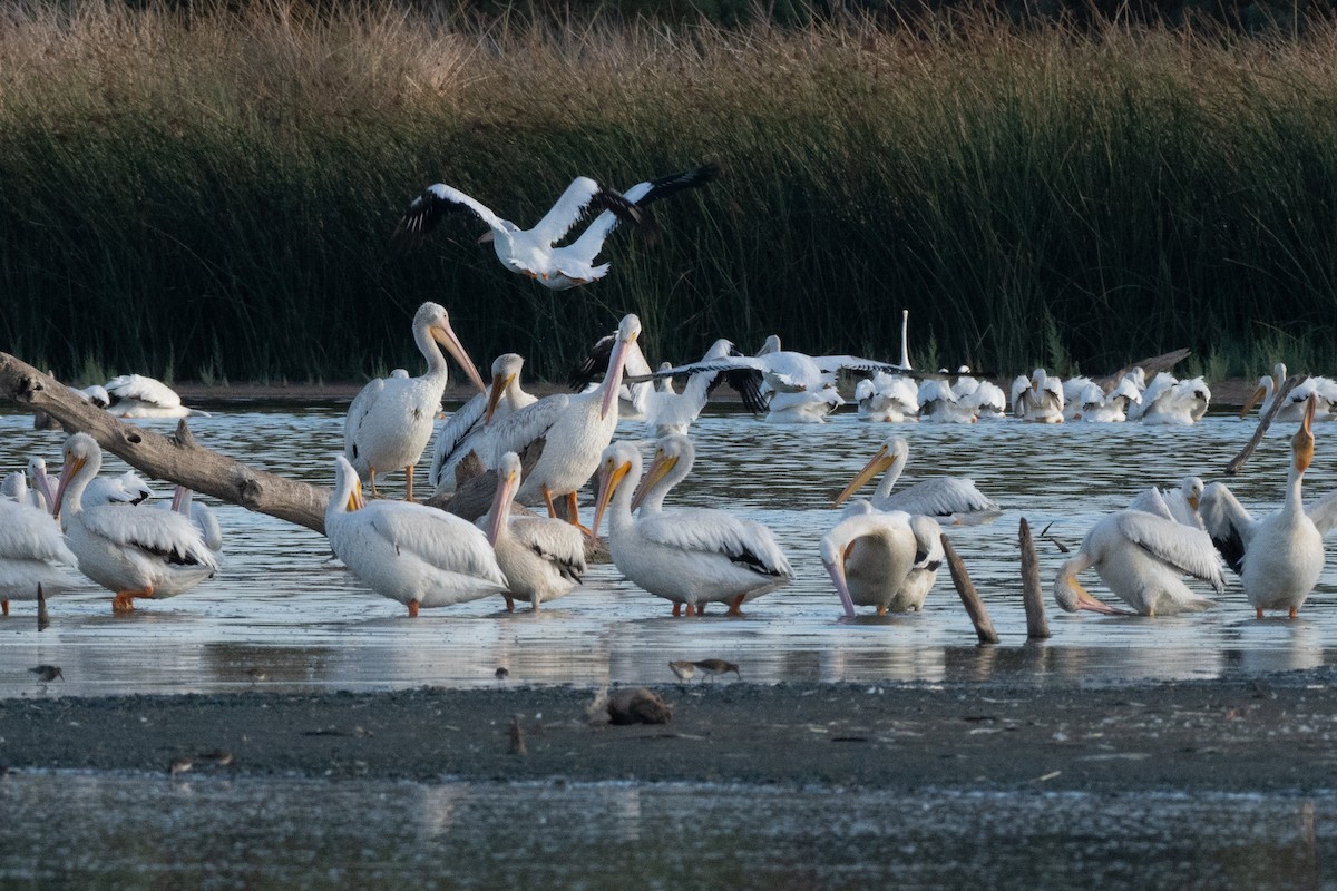 American White Pelican - ML642943547