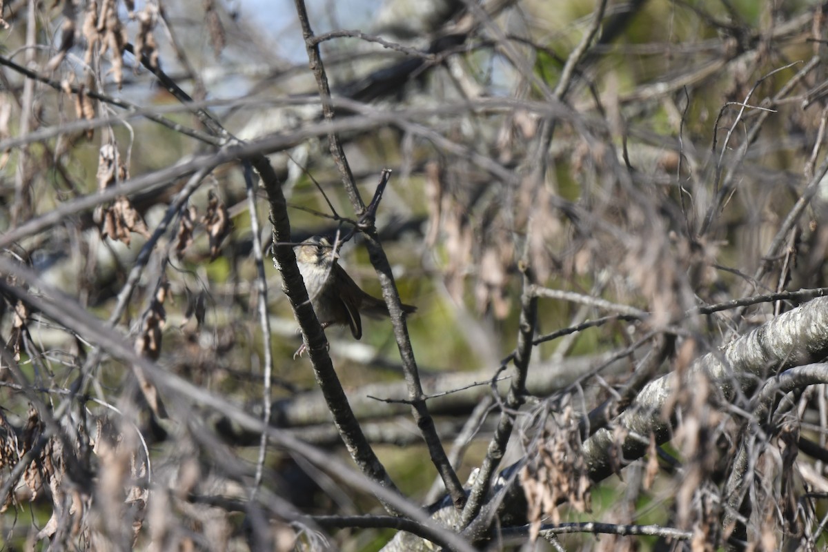 Swamp Sparrow - ML642943548