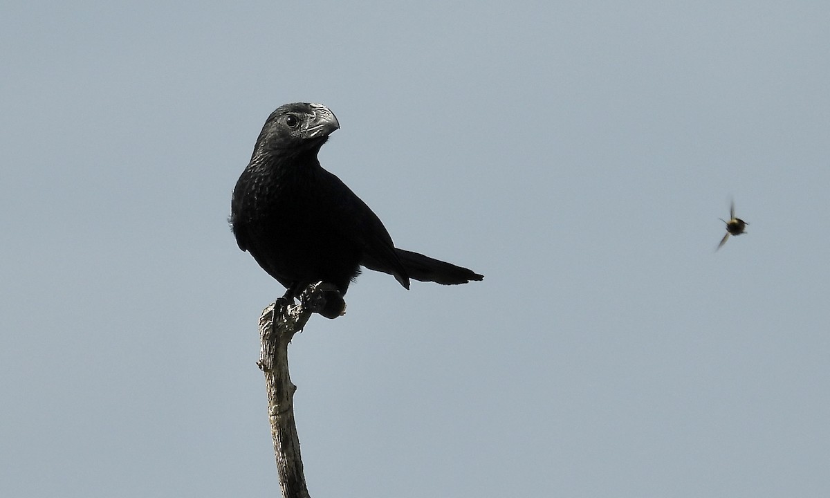 Groove-billed Ani - ML642943553