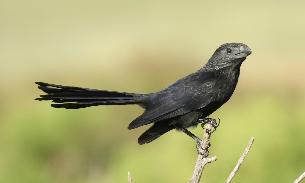 Groove-billed Ani - ML642943554