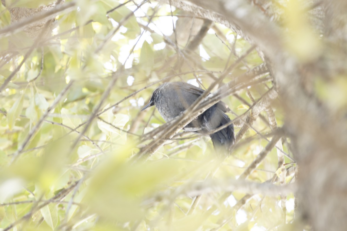 Blue Mockingbird - ML642943579