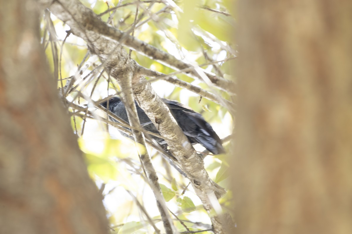 Blue Mockingbird - ML642943580