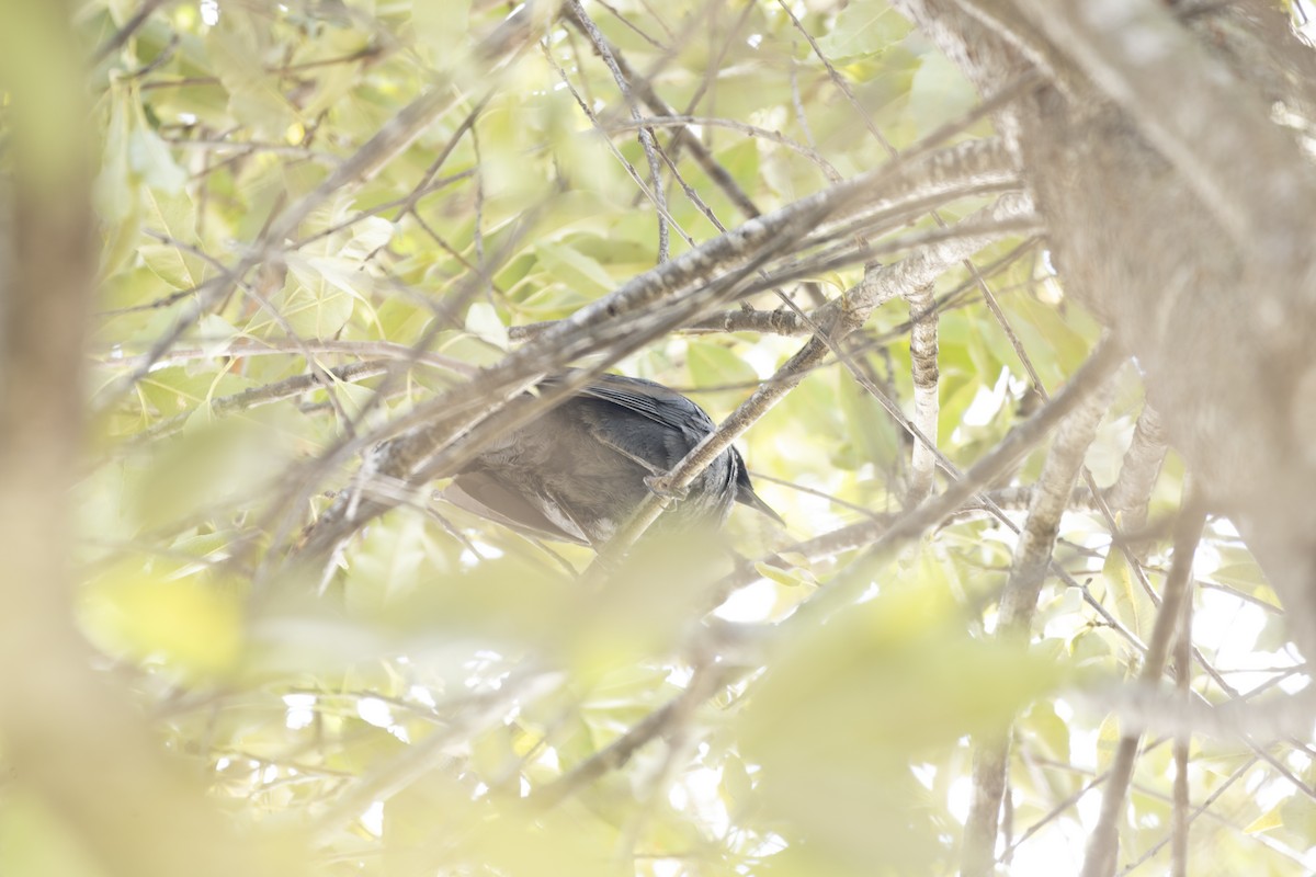 Blue Mockingbird - ML642943581