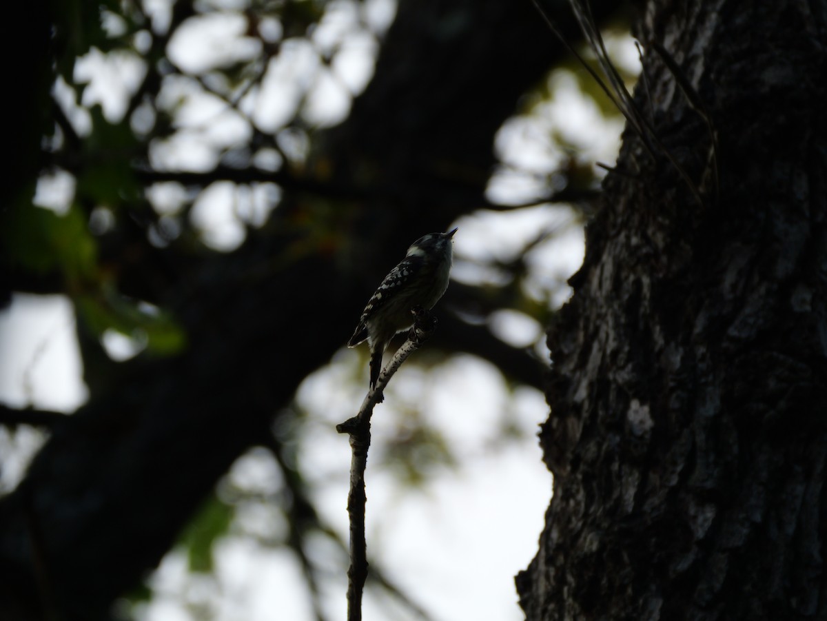 Japanese Pygmy Woodpecker - ML642943588