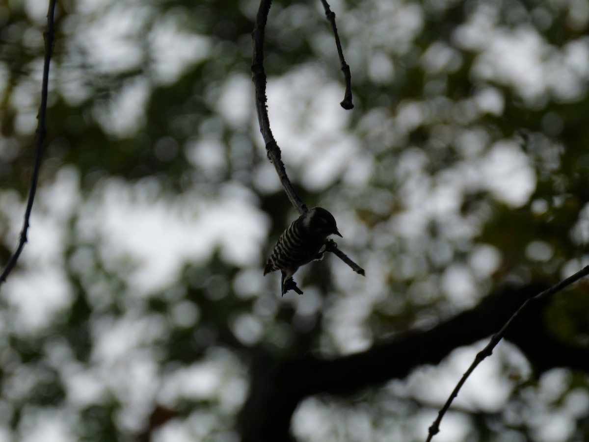 Japanese Pygmy Woodpecker - ML642943590