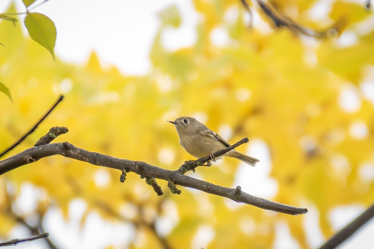 Ruby-crowned Kinglet - ML642943591
