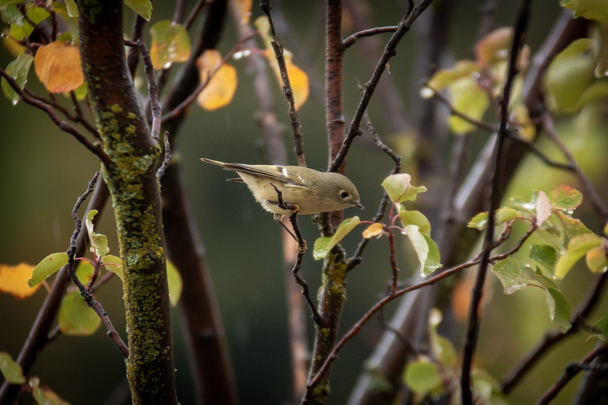 Ruby-crowned Kinglet - ML642943592