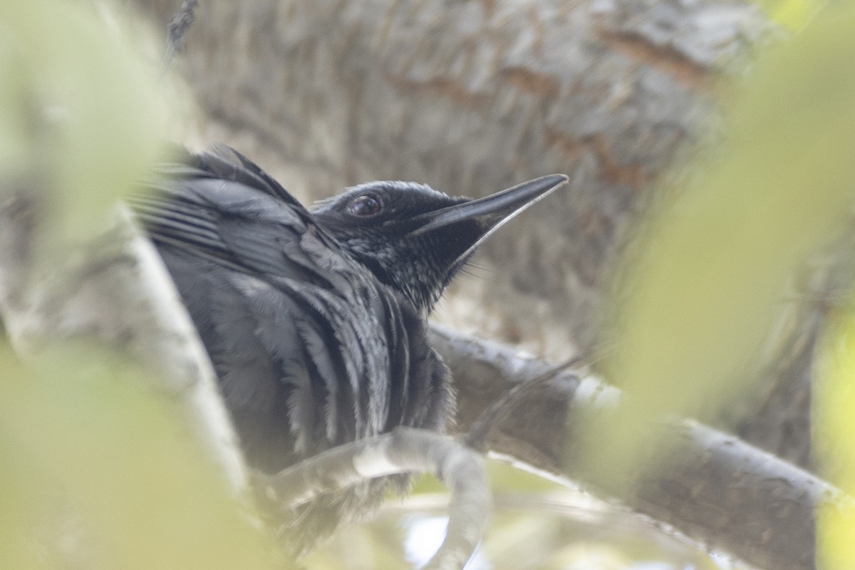 Blue Mockingbird - ML642943598