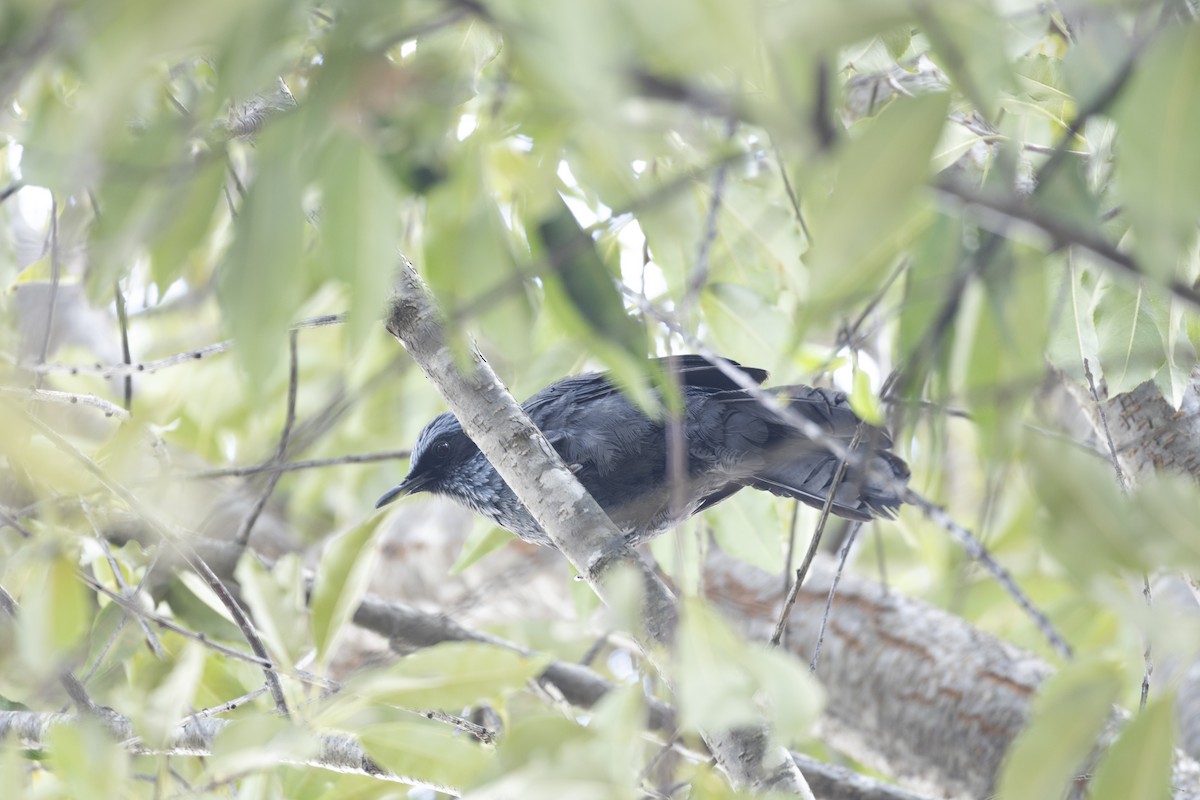 Blue Mockingbird - ML642943599