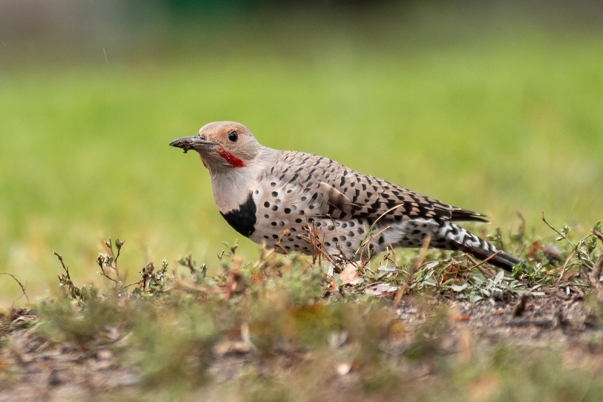 Northern Flicker (Red-shafted) - ML642943607