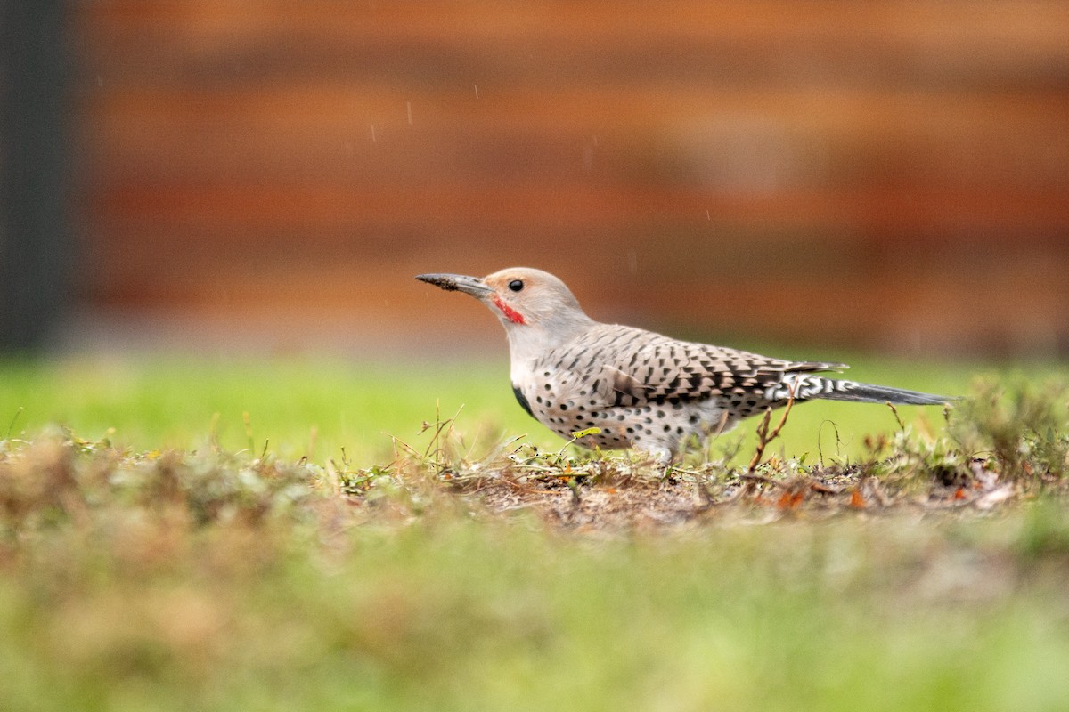 Northern Flicker (Red-shafted) - ML642943609