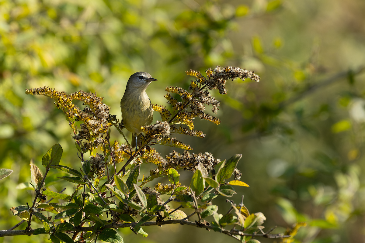 Orange-crowned Warbler - ML642943616