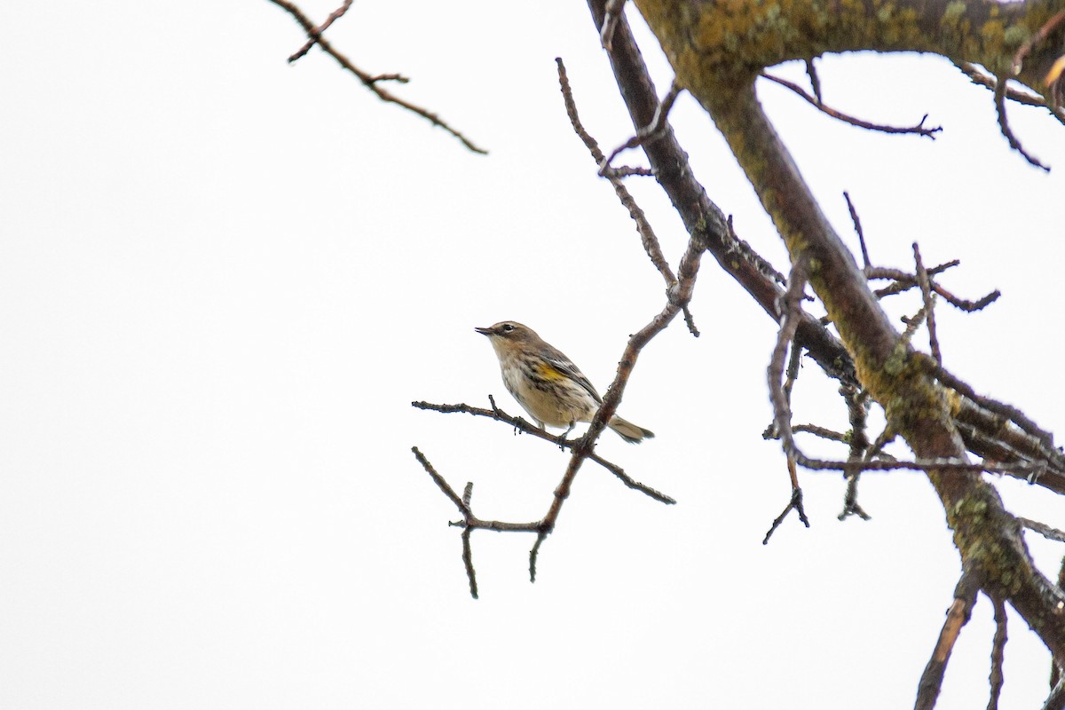Yellow-rumped Warbler (Audubon's) - ML642943619