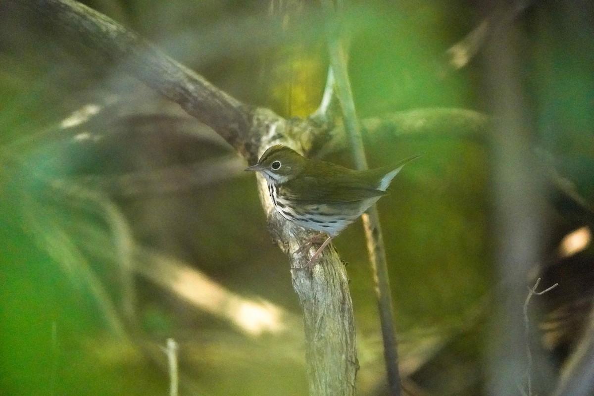 Ovenbird - ML642943640