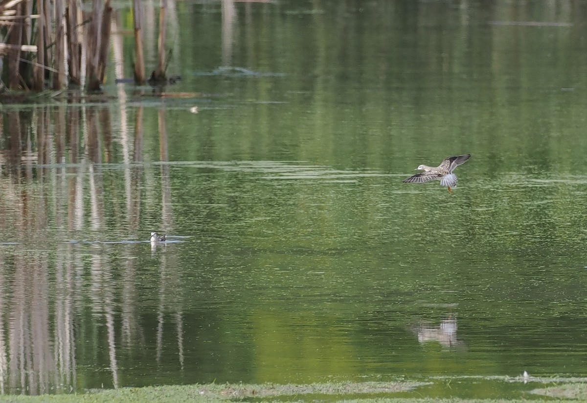 Wilson's Phalarope - ML642943673